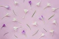 Festive floral background with white and purple crocuses on pink background. Spring concept