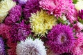 Festive floral composition of colorful asters close-up. Autumn flowers. Nattural pattern Royalty Free Stock Photo