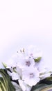Festive flower arrangement - white flowers on a white background. Royalty Free Stock Photo