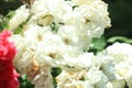 Festive flower, beautiful white roses on the nature background. Birthday, Mother's, Valentines, Women's, Wedding concept Royalty Free Stock Photo