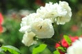 Festive flower, beautiful white roses on the nature background. Birthday, Mother's, Valentines, Women's, Wedding concept Royalty Free Stock Photo