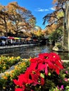 Festive foliage on the Riverwalk Royalty Free Stock Photo