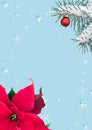 Festive frame with poinsettia and fir branch Royalty Free Stock Photo