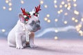 Festive French Bulldog dog puppy wearing a seasonal Christmas reindeer antler headband with autumn berries