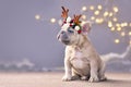 Festive French Bulldog dog puppy wearing a seasonal Christmas reindeer antler headband with autumn berries sitting in front of gra