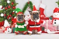 Festive French Bulldog dogs wearing funny Christmas costumes dressed up as Christmas elf and Santa Claus