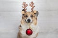 Festive portrait of a corgi dog in the horns of a deer with a Christmas tree toy ball in his teeth