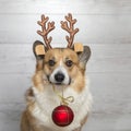 Festive funny portrait of a corgi dog in the horns of a deer with a Christmas tree toy ball in his teeth