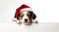 Festive Furry Friend: Adorable Puppy in Santa Hat Finds Comfort