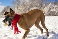 Festive great Dane chasing ball in the snow