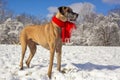 Festive great Dane in the snow Royalty Free Stock Photo