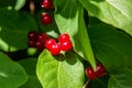 Festive Holiday Honeysuckle Branch with Red Berries Lonicera xylosteum