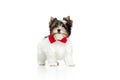 Festive look. Studio image of cute little Biewer Yorkshire Terrier, dog, puppy, posing over white background. Concept of Royalty Free Stock Photo