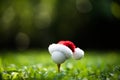 Festive-looking golf ball on tee with Santa Claus` hat