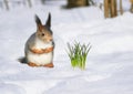 Festive natural background with cute fluffy squirrel sitting on white snow next to a lilac Crocus flower in a spring Park