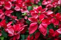 Poinsettia christmas flower Royalty Free Stock Photo