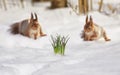 natural background with two cute fluffy squirrels jumping on white snow next to a lilac Crocus flower in a spring Park