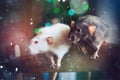 Festive new year rats couple