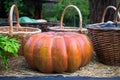 A festive orange pumpkin for Halloween from the collection of fresh harvests from the garden lies in the hay among the woven baske