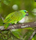 Festive Parrot