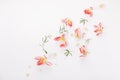 Flowers composition. Frame made of dried pink flowers on white background. Flat lay, top view, copy space Royalty Free Stock Photo