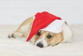 Festive portrait of a beautiful redhead puppy dog Corgi in a Christmas red cap lying on a white fluffy plaid and cute looking