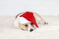 Festive portrait of cute beautiful redhead puppy dog Corgi in Christmas red cap lying on white fluffy plaid and sad
