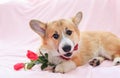 Festive portrait of cute red dog puppy Corgi lying on fluffy pink plaid with rose flowers Royalty Free Stock Photo