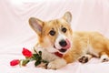 Festive portrait of cute red dog puppy Corgi lying on fluffy pink plaid with rose flowers in his paws and licks his nose Royalty Free Stock Photo