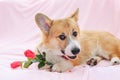 Festive portrait of cute red dog puppy Corgi lying on fluffy pink plaid with rose flowers in paws Royalty Free Stock Photo