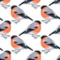 Watercolor seamless pattern of bullfinches isolated on white.