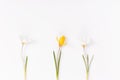Festive spring border, first spring flower crocus on white background. Royalty Free Stock Photo