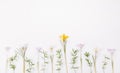 Festive spring border, first spring flower crocus on white background. Royalty Free Stock Photo