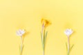 Festive spring border, first spring flower crocus on yellow background. Royalty Free Stock Photo