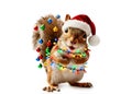 Festive Squirrel in Santa Hat with Christmas Lights on a White Background Royalty Free Stock Photo