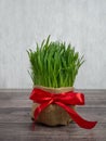 Festive table in honor of Navruz. Wheat with a red ribbon, the traditional holiday of the vernal equinox Nawruz