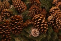 Festive winter background one-piece brown cone on the background spruce branch, christmas and new year