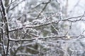 Beautiful Christmas background with tree branches covered with first snow and Christmas lights on it Royalty Free Stock Photo