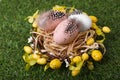 Festively decorated Easter eggs on green grass, closeup