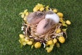 Festively decorated Easter eggs on green grass, closeup