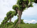 Feston trees, avenue trees, specially cut trees Royalty Free Stock Photo