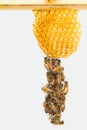 Festooning Italian honey bees Royalty Free Stock Photo