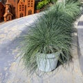 The festuca gautieri amigreen grass planters are located along the edges of the garden path. Wooden models of small houses with