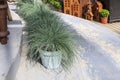 The festuca gautieri amigreen grass planters are located along the edges of the garden path. Wooden models of small houses with