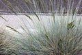 Festuca glauca, Blue fescue, clump forming perennial grass