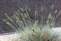 Festuca glauca, Blue fescue, clump forming perennial grass