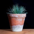 Festuca glauca in a clay pot