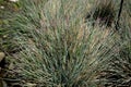 Festuca