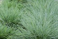 Festuca glauca grass in a planting bed