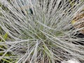 Festuca glauca 'Intense Blue'